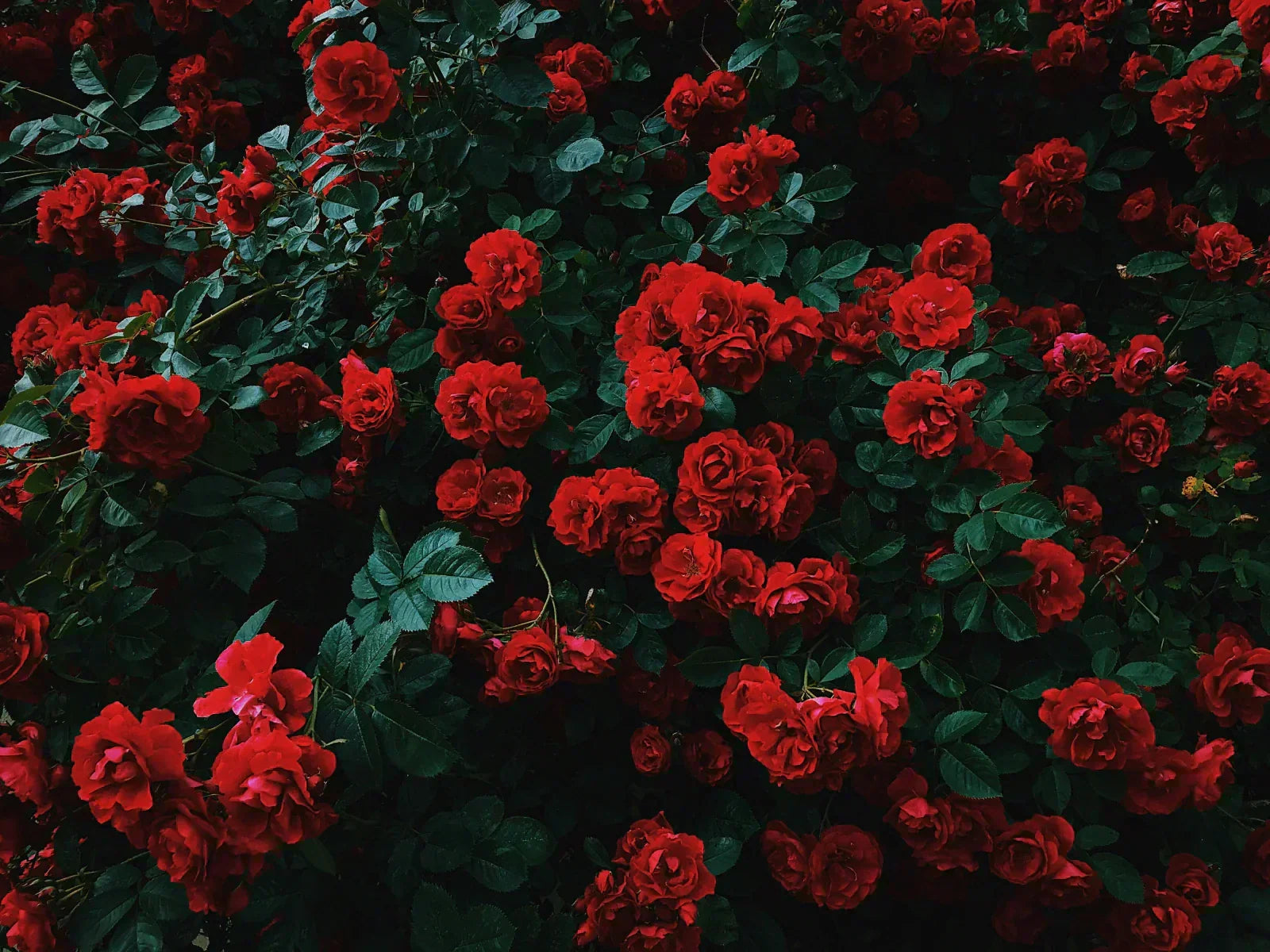 A lush garden full of blooming red roses — representing the central place of the rose in Arab and Islamic culture as a symbol of divine beauty and spiritual love