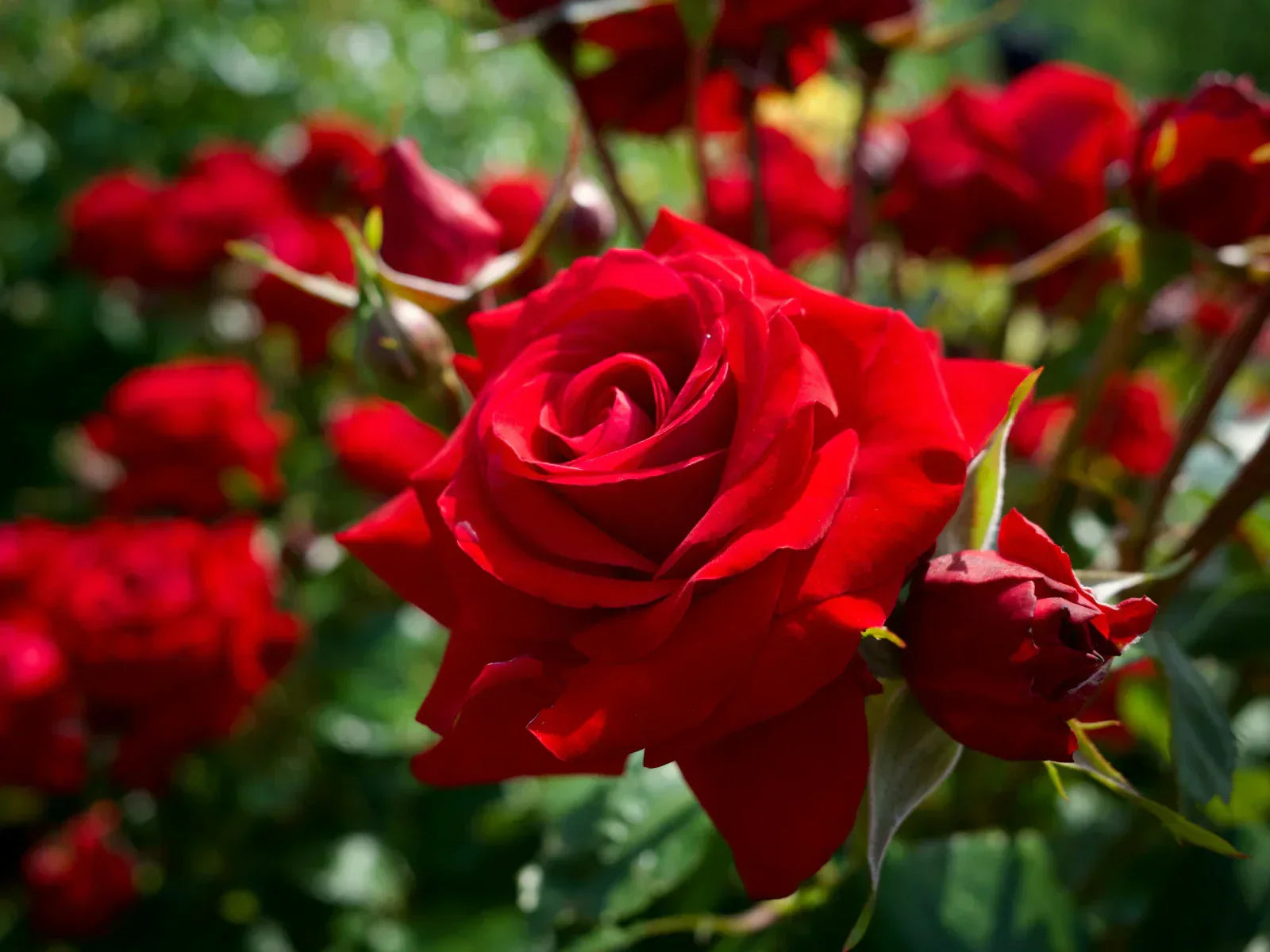 A vibrant red rose in full bloom surrounded by buds in a sunlit garden — the world's most powerful symbol of love across 5,000 years of human history