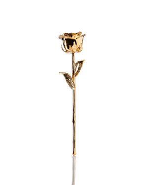 24K Golden Rose